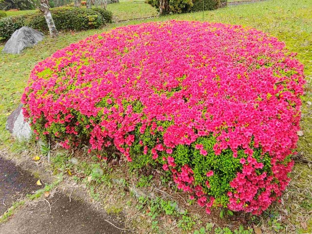 牧水公園のつつじ