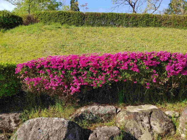 牧水公園のつつじ